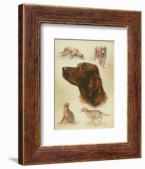 Irish Setter-Libero Patrignani-Framed Art Print