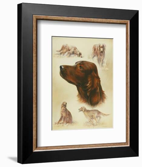 Irish Setter-Libero Patrignani-Framed Art Print