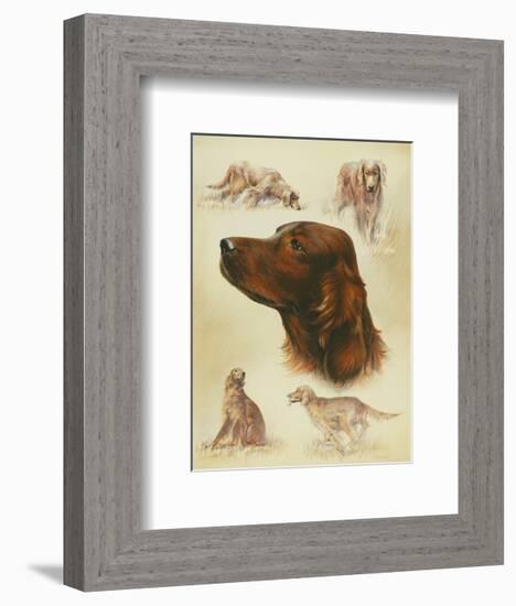 Irish Setter-Libero Patrignani-Framed Art Print