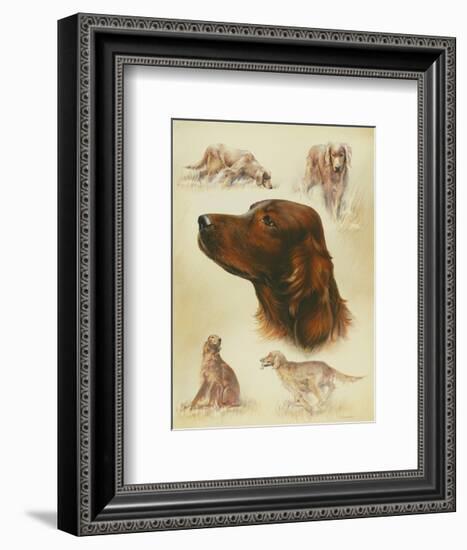 Irish Setter-Libero Patrignani-Framed Art Print