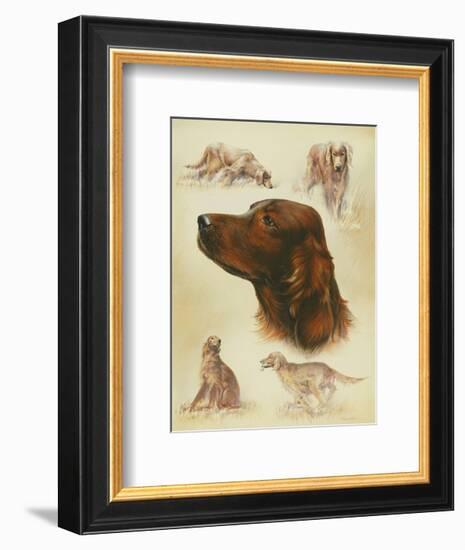 Irish Setter-Libero Patrignani-Framed Art Print