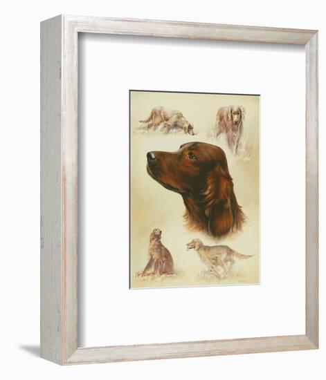 Irish Setter-Libero Patrignani-Framed Art Print