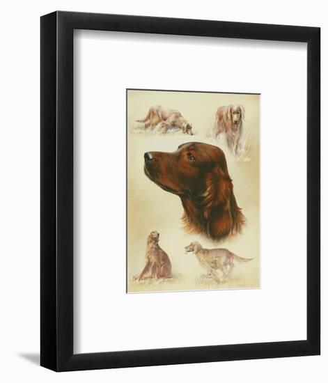 Irish Setter-Libero Patrignani-Framed Art Print