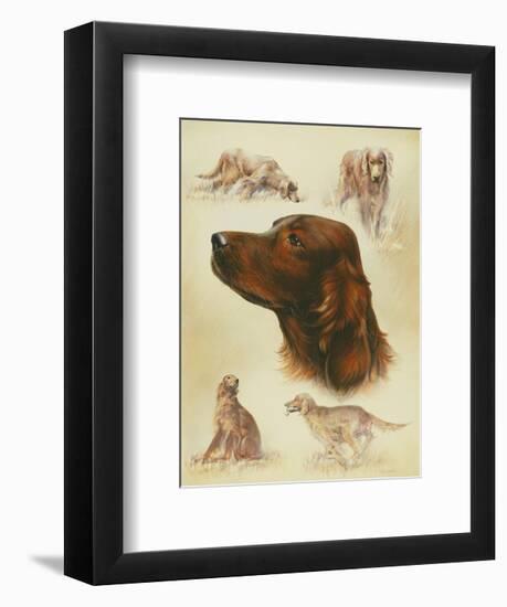 Irish Setter-Libero Patrignani-Framed Art Print