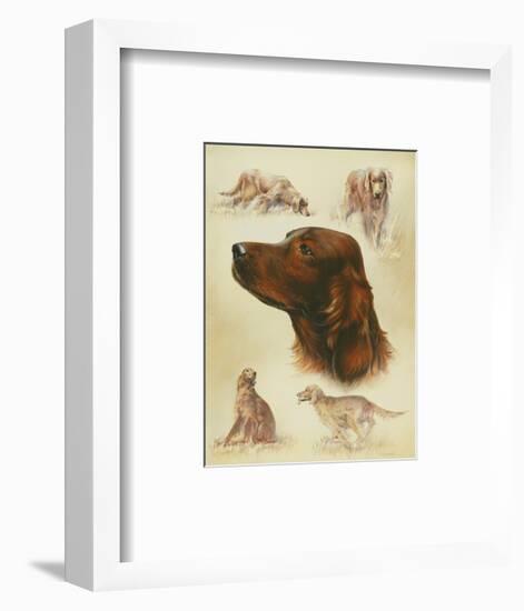 Irish Setter-Libero Patrignani-Framed Art Print