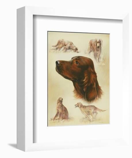 Irish Setter-Libero Patrignani-Framed Art Print