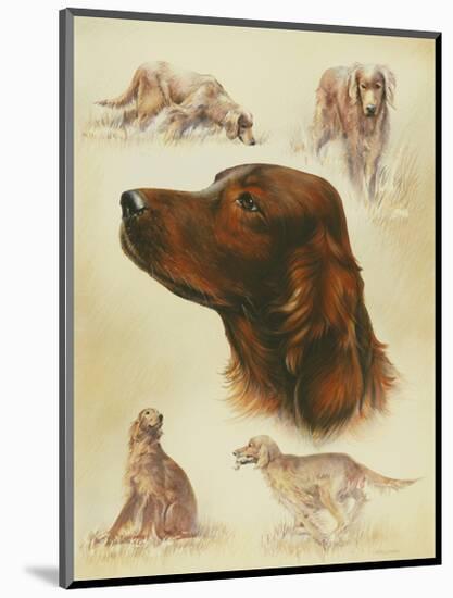 Irish Setter-Libero Patrignani-Mounted Art Print