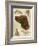 Irish Setter-Libero Patrignani-Framed Art Print