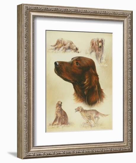 Irish Setter-Libero Patrignani-Framed Art Print