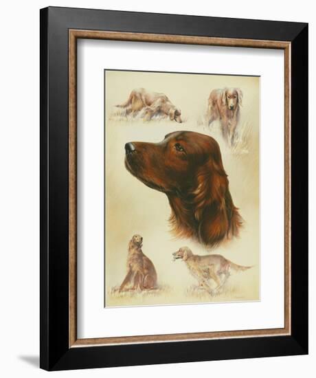 Irish Setter-Libero Patrignani-Framed Art Print