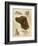 Irish Setter-Libero Patrignani-Framed Art Print