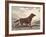 Irish Setter-Reuben Ward Binks-Framed Premium Giclee Print