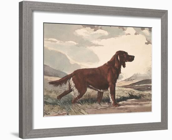 Irish Setter-Reuben Ward Binks-Framed Premium Giclee Print