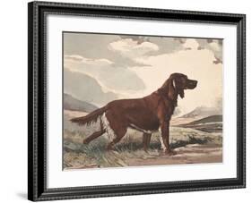 Irish Setter-Reuben Ward Binks-Framed Premium Giclee Print