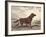 Irish Setter-Reuben Ward Binks-Framed Premium Giclee Print