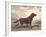 Irish Setter-Reuben Ward Binks-Framed Premium Giclee Print