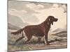 Irish Setter-Reuben Ward Binks-Mounted Premium Giclee Print