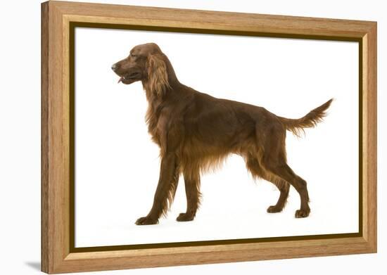 Irish Setter-null-Framed Premier Image Canvas