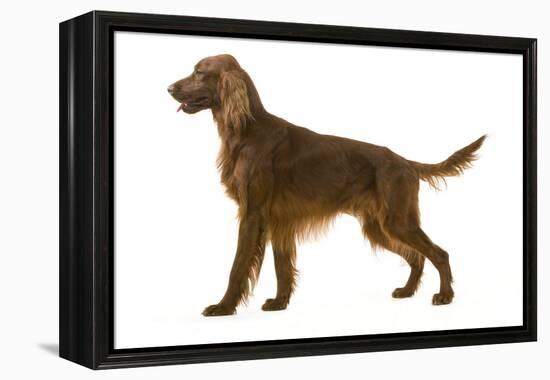 Irish Setter-null-Framed Premier Image Canvas