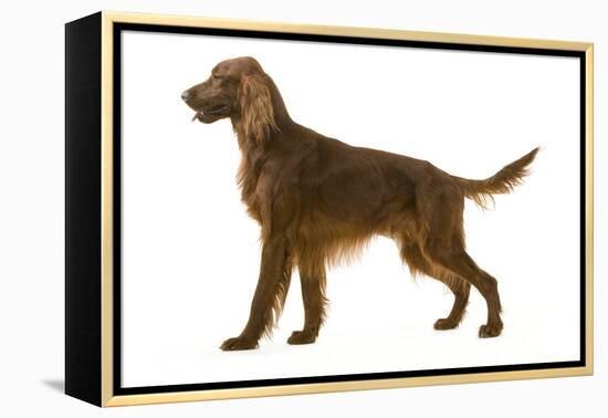 Irish Setter-null-Framed Premier Image Canvas