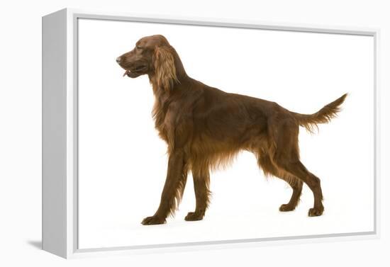 Irish Setter-null-Framed Premier Image Canvas