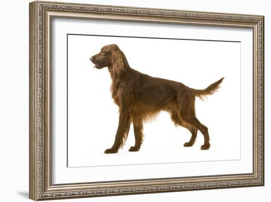 Irish Setter-null-Framed Photographic Print