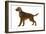 Irish Setter-null-Framed Photographic Print