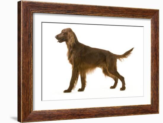 Irish Setter-null-Framed Photographic Print