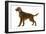 Irish Setter-null-Framed Photographic Print