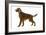 Irish Setter-null-Framed Photographic Print