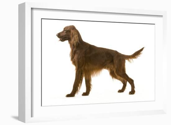 Irish Setter-null-Framed Photographic Print