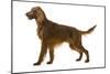 Irish Setter-null-Mounted Photographic Print