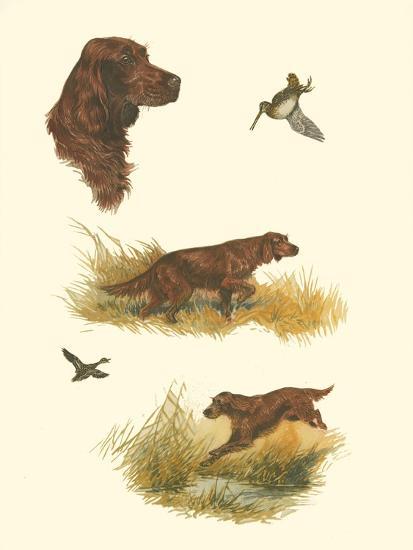 Art Print, , large