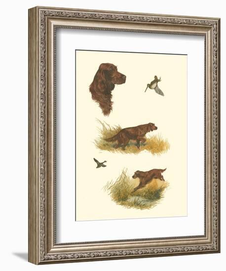 Irish Setter-null-Framed Art Print