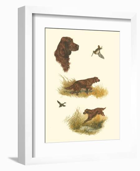 Irish Setter-null-Framed Art Print