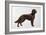 Irish Setters-Harro Maass-Framed Giclee Print