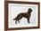 Irish Setters-Harro Maass-Framed Giclee Print