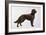 Irish Setters-Harro Maass-Framed Giclee Print