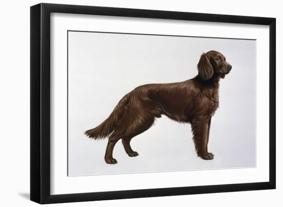 Irish Setters-Harro Maass-Framed Giclee Print