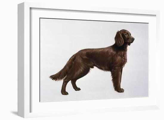 Irish Setters-Harro Maass-Framed Giclee Print