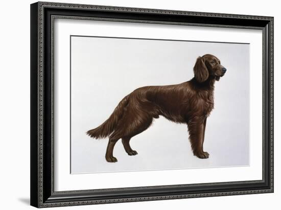 Irish Setters-Harro Maass-Framed Giclee Print