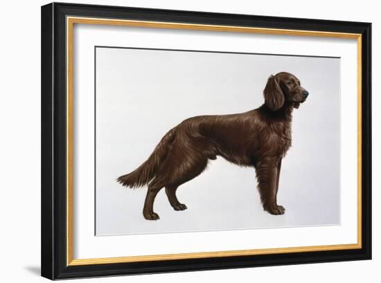 Irish Setters-Harro Maass-Framed Giclee Print