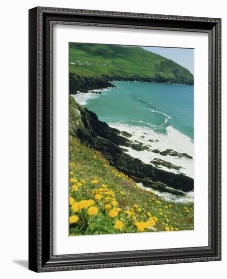 Irish Summer Colours, Dingle Peninsula, County Kerry, Munster, Republic of Ireland (Eire)-D H Webster-Framed Photographic Print