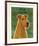 Irish Terrier-John Golden-Framed Giclee Print
