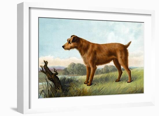 Irish Terrier-Vero Shaw-Framed Art Print