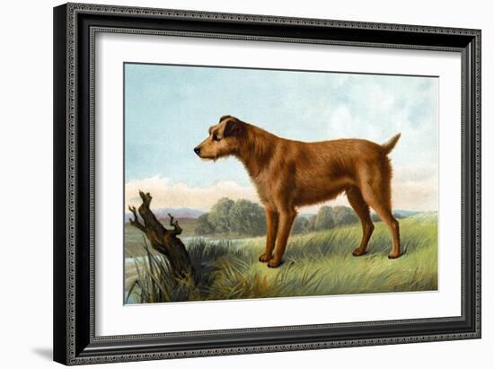 Irish Terrier-Vero Shaw-Framed Art Print