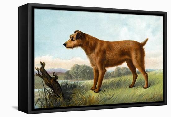 Irish Terrier-Vero Shaw-Framed Stretched Canvas