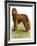 Irish Water Spaniel-null-Framed Giclee Print