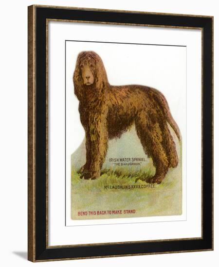 Irish Water Spaniel-null-Framed Giclee Print