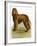 Irish Water Spaniel-null-Framed Giclee Print